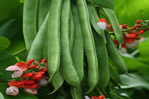 Scarlet Runner Pole Bean, 25 Heirloom Seeds Per Packet, Non GMO Seeds
