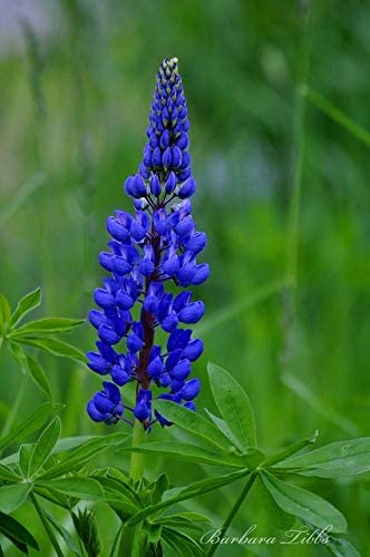 Lupine Blue Russell, 25 Seeds Per Packet, Non GMO Seeds