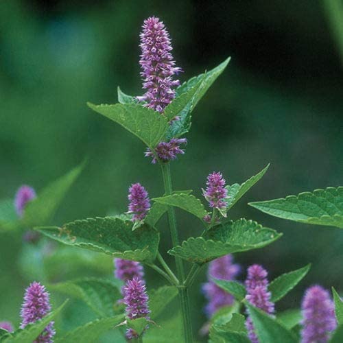Anise Hyssop, 500 Seeds Per Packet, Non GMO Seeds