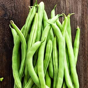 Harvester Bush Bean, 50 Heirloom Seeds Per Packet, Non GMO Seeds