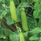 Wando Garden Pea, 50 Heirloom Seeds Per Packet, Non GMO Seeds