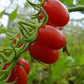 Sugar Plum F1 Hybrid Tomato