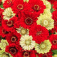 Zinnia Seeds Christmas in July Mix