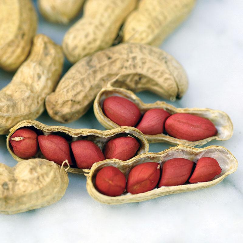 Tennessee Red Peanut, 20 Seeds Per Packet