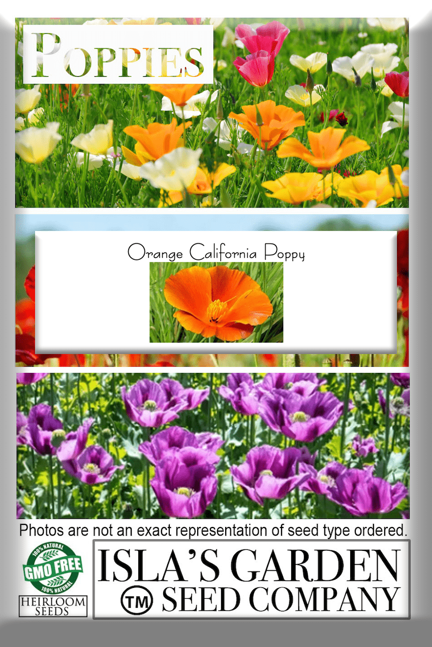 Orange California Poppy Seeds, 1500 Flower Seeds Per Packet, Non GMO & Heirloom Seeds, Scientific Name: Eschscholzia californica