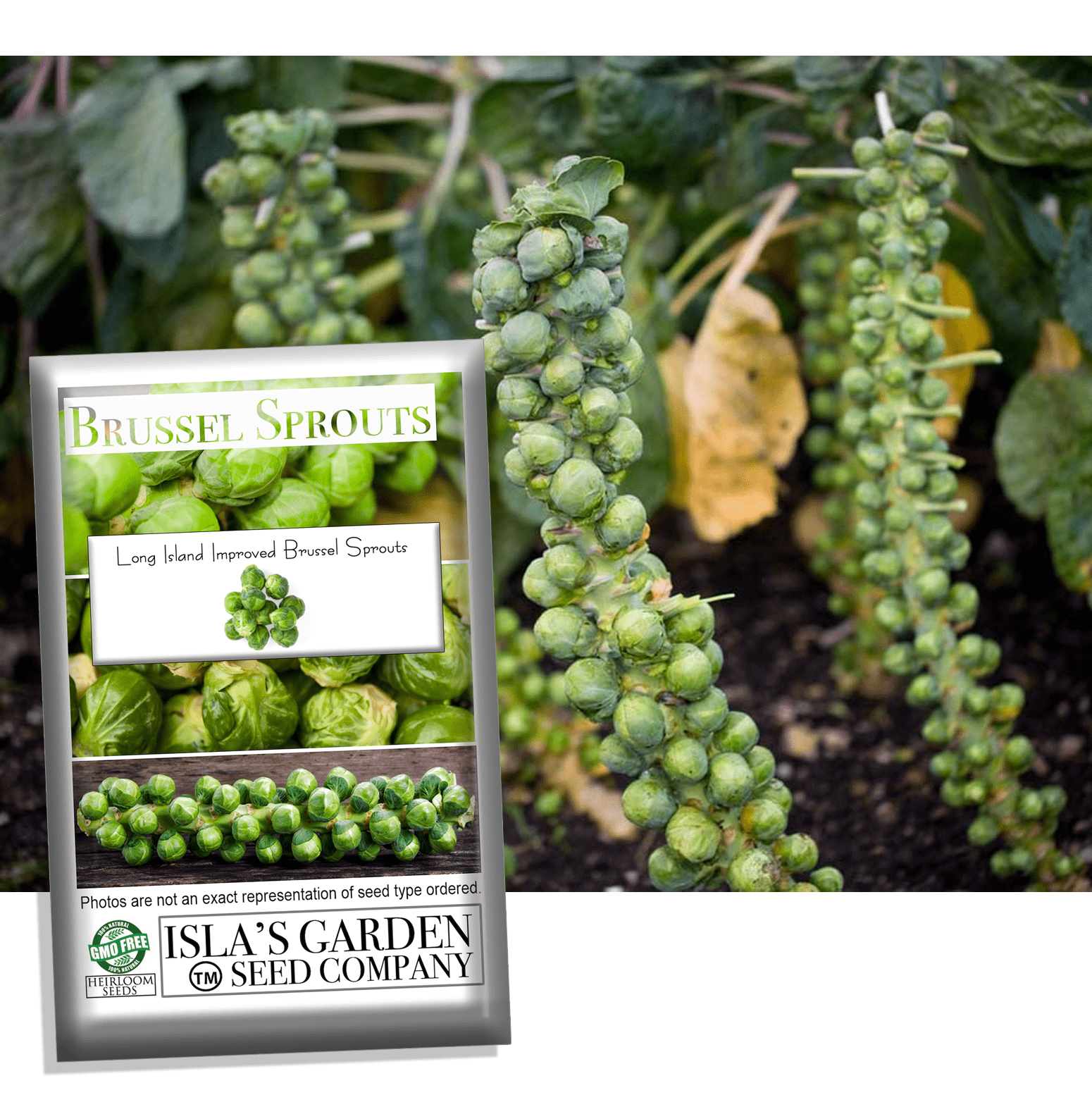 Long Island Improved Brussel Sprout Seeds, 200+ Heirloom Seeds Per Packet, Non GMO Seeds