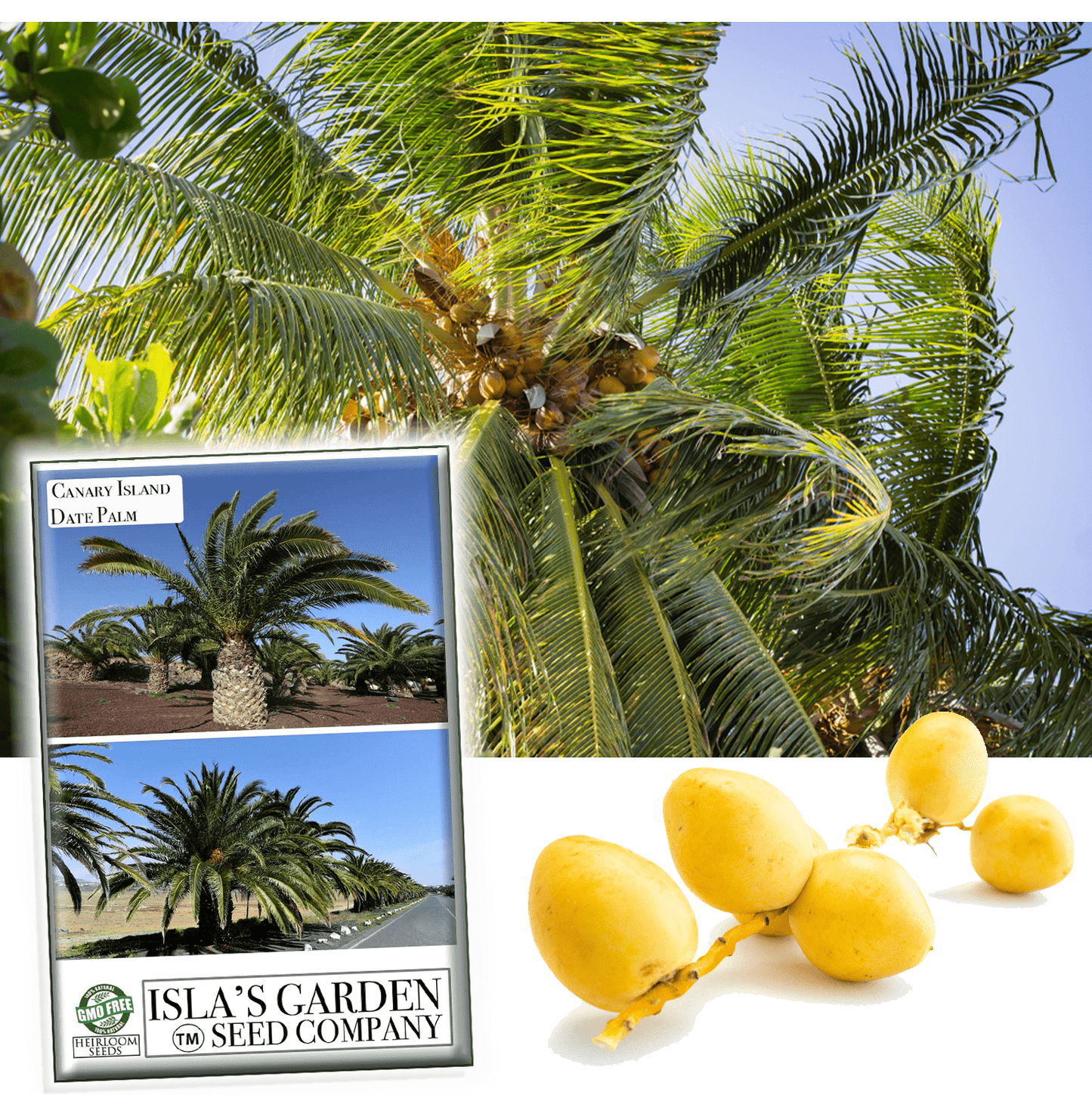 Canary Island Date Palm Tree Seeds, Phoenix Canariensis, a.k.a: Pineapple Palm15+ Premium Quality Tree Seeds, Exotic Palm Tree, 80% Germination Rates