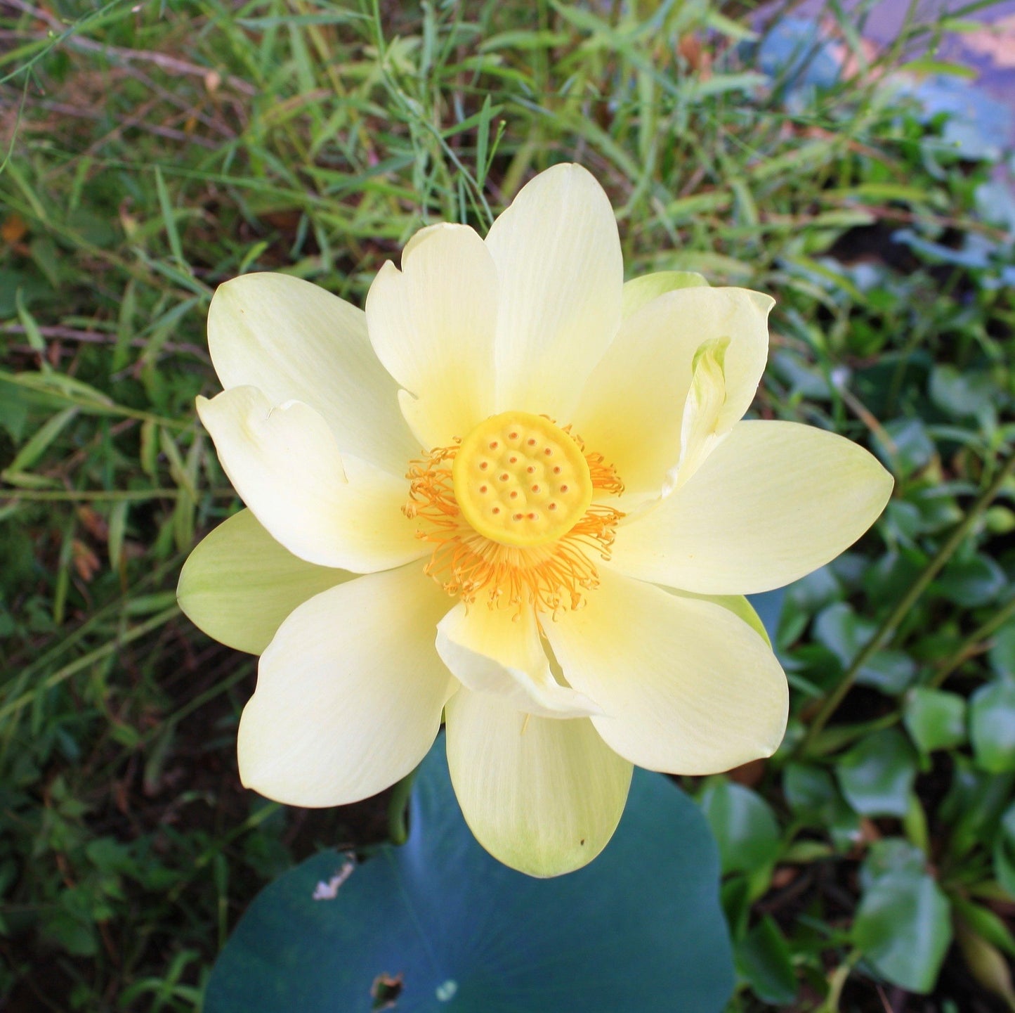 American Lotus Aquatic Flower, 5 Seeds Per Packet