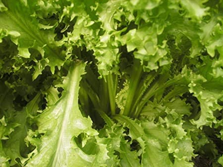 Salad King Endive, 1000 Heirloom Seeds Per Packet, Non GMO Seeds