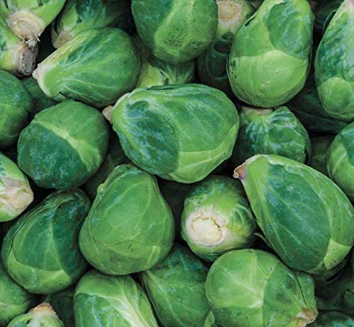Churchill Brussel Sprouts, 300 Heirloom Seeds Per Packet, Non GMO Seeds