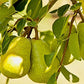 Bartlett Pear Tree Seeds, 30 Seeds Per Packet