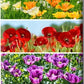 Double Shirley Poppy Mix, 3000 Seeds Per Packet