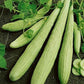 Armenian Pale Green Slicing Cucumber