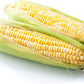 Bi-Color "Bilicious" Sweet Corn Seeds for Planting, 50+ Heirloom Seeds Per Packet, Non GMO Seeds, Botanical Name: Zea Mays