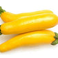 Golden Zucchini Seeds, 30 Heirloom Seeds Per Packet, Non GMO Seeds, Scientific Name: Cucurbita Pepo
