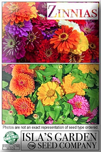 Flower Zinnia Mixed Colors Blushing Bride 200 Non-GMO, Heirloom Seeds