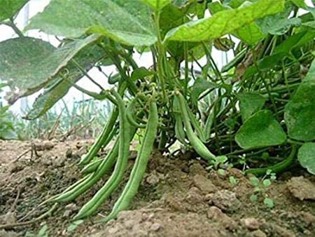 Strike Bush Bean, 30 Heirloom Seeds Per Packet, Non GMO Seeds
