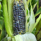 Rio Grande Blue Corn