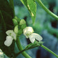 Kentucky Wonder Pole Bean Seeds, 30 Heirloom Seeds Per Packet, Non GMO Seeds