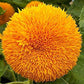 Teddy Bear Dwarf Sungold Sunflower Seeds, 25 Flower Seeds Per Packet
