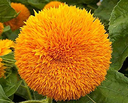 Teddy Bear Dwarf Sungold Sunflower Seeds, 25 Flower Seeds Per Packet