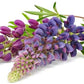 Sky Lupine, 50 Seeds Per Packet