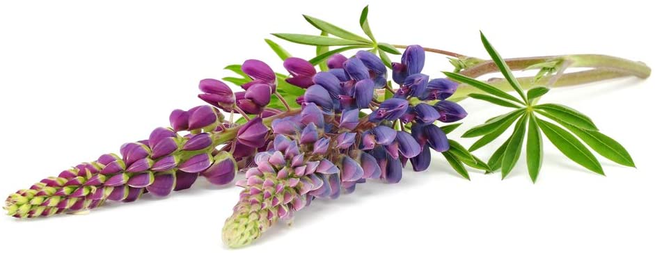 Sky Lupine, 50 Seeds Per Packet