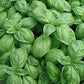 Genovese Sweet Basil, 500 Heirloom Seeds Per Packet, Non GMO Seeds