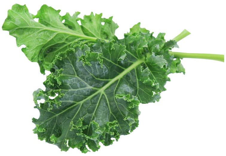 White Russian Kale Seeds for Planting, 1000+ Heirloom Seeds Per Packet, Isla's Garden Seeds , Non GMO Seeds, Botanical Name: Brassica Napus, Great Home Garden Gift