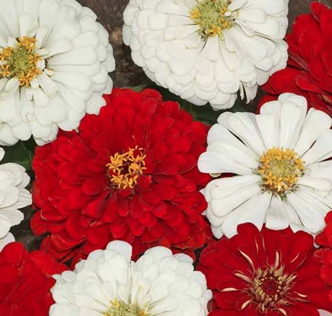 Stop Sign Zinnia Mix