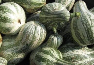 Green Striped Cushaw Pumpkin, 25 Heirloom Seeds Per Packet, Non GMO Seeds