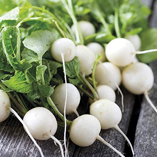 Ping Pong Radish, 100 Heirloom Seeds Per Packet, Non GMO Seeds