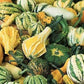 Small Gourd Mix