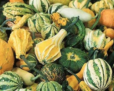 Small Gourd Mix