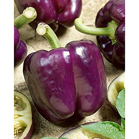 Purple Beauty Bell Peppers, 100 Heirloom Seeds Per Packet, Non GMO Seeds