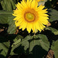 Sunflower Dwarf Sunspot, 25 Heirloom Seeds Per Packet, Non GMO Seeds