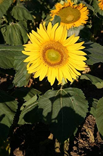 Sunflower Dwarf Sunspot, 25 Heirloom Seeds Per Packet, Non GMO Seeds