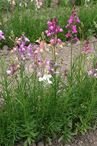 Toadflax Northern Lights, 5000 Seeds Per Packet, Non GMO Seeds