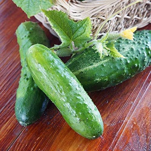 Marketmore 76 Slicing Cucumber