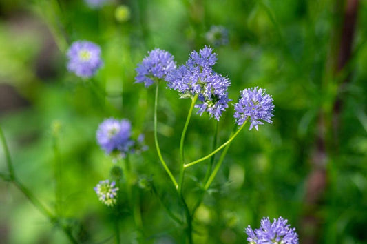 Gilia Globe, 1000 Seeds Per Packet, Non GMO Seeds