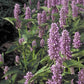 Anise Hyssop, 500 Seeds Per Packet, Non GMO Seeds