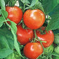 New Yorker Heirloom Tomato, 100 Seeds Per Packet, Non GMO Seeds