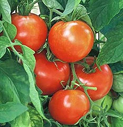 New Yorker Heirloom Tomato, 100 Seeds Per Packet, Non GMO Seeds