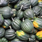 Table Queen Acorn Winter Squash, 30 Heirloom Seeds Per Packet, Non GMO Seeds