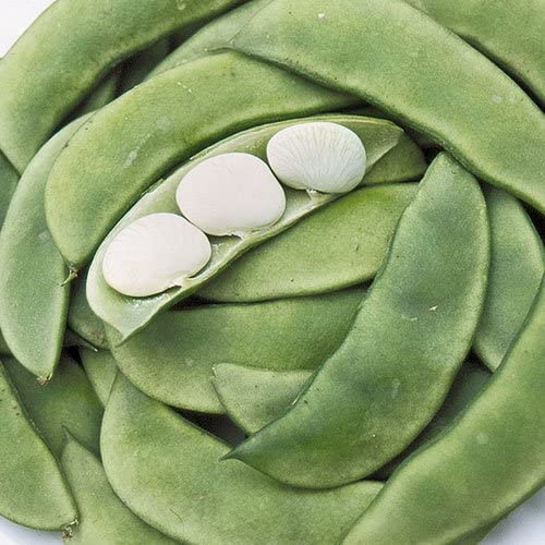 Baby Henderson Lima Beans, 30 Heirloom Seeds Per Packet, Non GMO Seeds