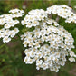 White Yarrow Western, 1500 Seeds Per Packet, Non GMO Seeds