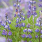 Riverbank Lupine, 100 Seeds Per Packet, Non GMO Seeds