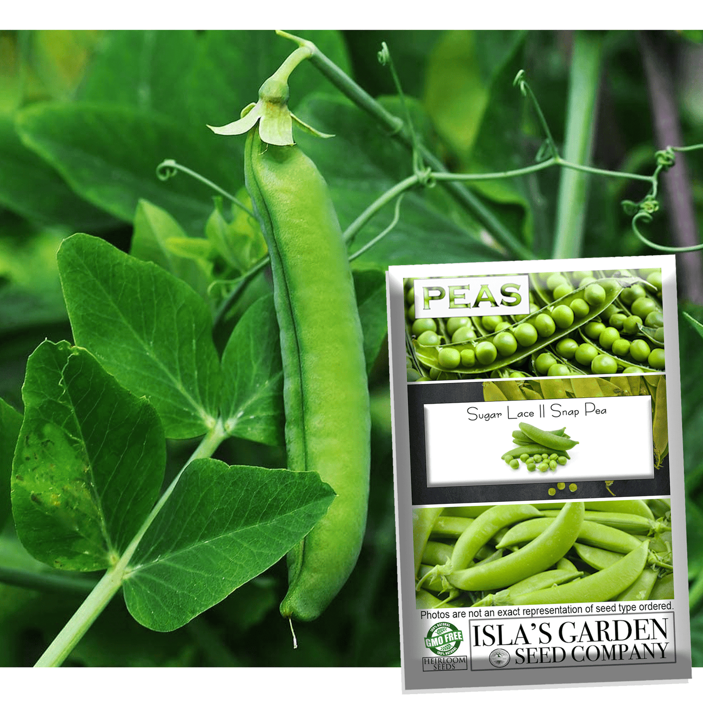 Sugar Lace II Garden Pea Seeds, 50+ Heirloom Seeds Per Packet, Non GMO Seeds