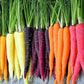 Rainbow Blend/Mix Carrots, 500 Heirloom Seeds Per Packet