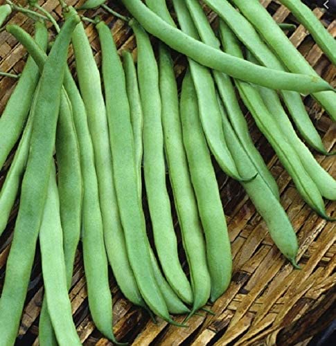 Kentucky Wonder Pole Bean Seeds, 30 Heirloom Seeds Per Packet, Non GMO Seeds